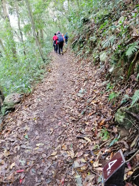 【台中。和平】谷關七雄入門款。 唐麻丹山874510
