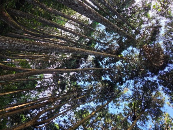 【中級山】麥巴來山，夢幻杉木林3089253