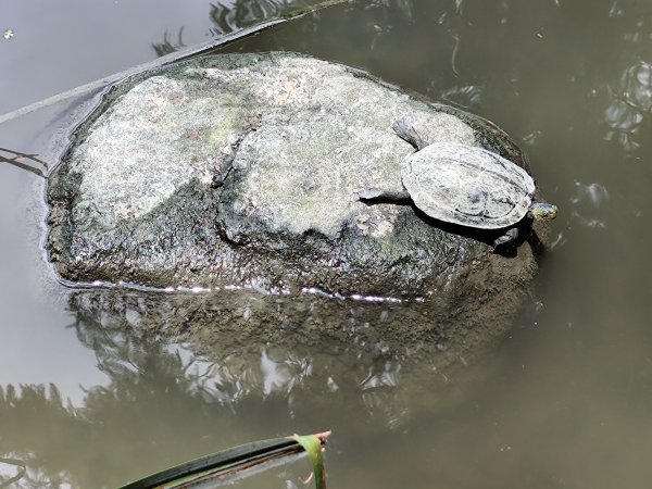 大安森林公園、大港墘公園【走路趣尋寶】【臺北健走趣】2556023