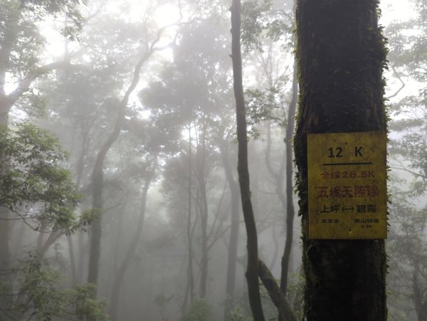 2025.07.13－漫步於森林中：鵝公髻山2835453