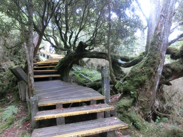 檜木原始林．鐵杉林自然步道380274