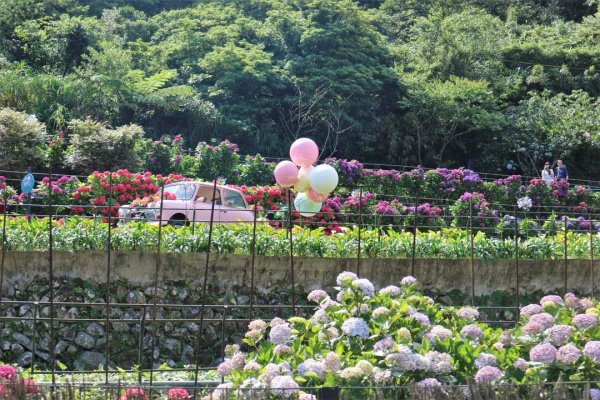 陽明山  頂湖環狀步道  ，竹子湖芋見小路 歐洲庭園 浪漫繡球花步道2174232