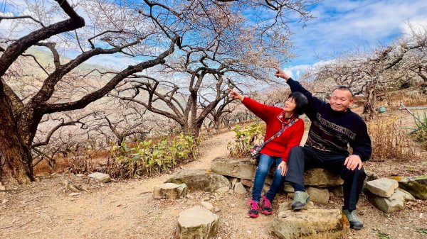 🌈1/17（六）蔡家古厝賞梅×梅子夢工廠×車埕老街✨FB：熊熊趴爬走🌈2983935