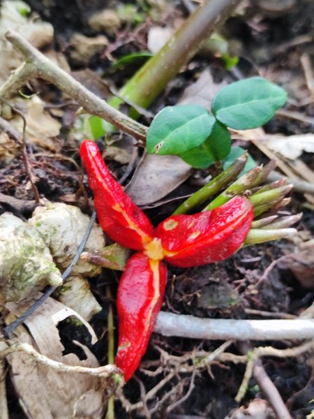 三峽白雞三山2963363