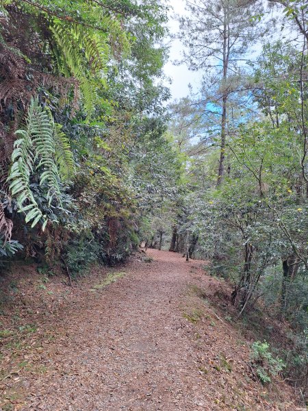 觀霧之榛山O型202411232653960