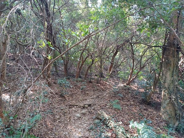 【台中大肚】綠蔭成徑。 大肚萬里長城步道O繞2790785