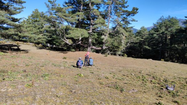 東埔上郡大山下對關山龍貓公車 2024年12月1日2659496