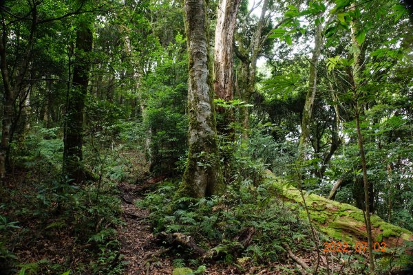 桃園 復興 夫婦山1751558