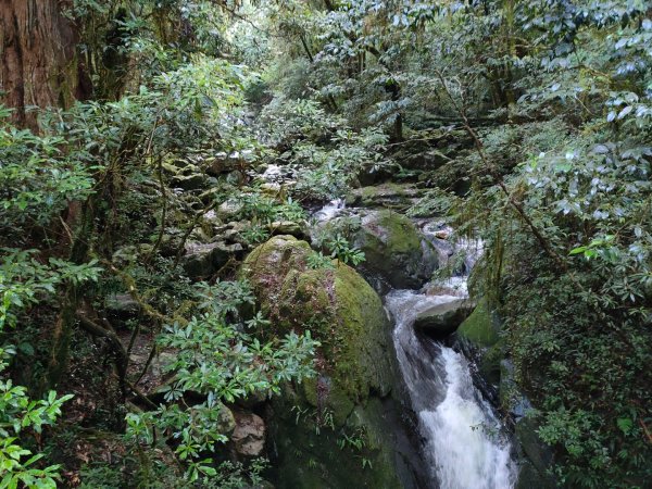 司馬庫斯神木群（西丘斯山、雪白山、東泰野寒山）2203612