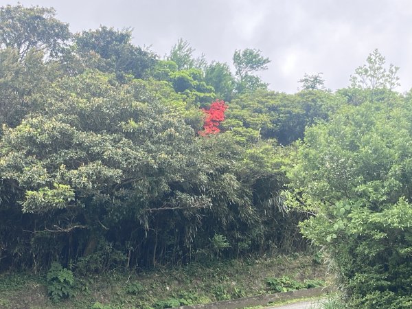 大屯山登山步道2472561