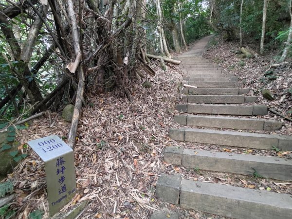 【新竹縣峨嵋鄉】藤坪步道2833231