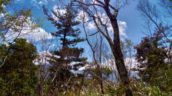  阿禮 井步山步道552455