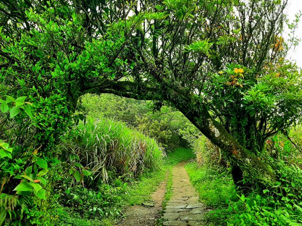 走遍陽明山：擎天崗系｜迷霧中的草原祕境、古道幽境2123781