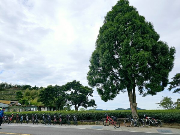 二延平步道&茶霧之道2636674