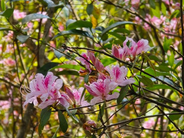 谷關松鶴橋對面的德芙蘭生態步道順登東卯山西南峰2748318