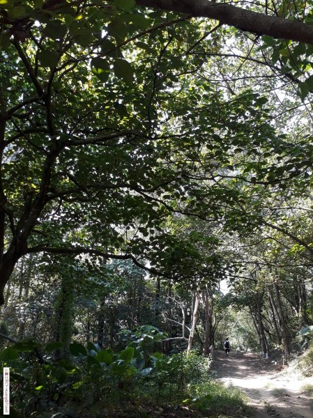 台中太平三汀山登山步道20181021439414