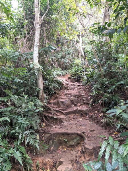 小百岳:溪洲山&新溪洲山1520374