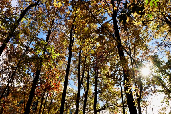 【戀戀楓紅】霞喀羅賞楓行2675619