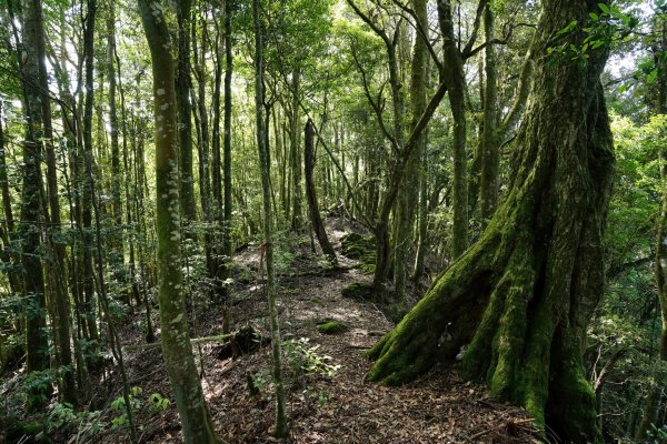 新竹 五峰 油羅山、霞山2798253