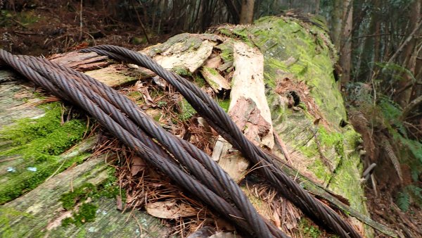 尋幽訪古遊走千年巨木和幻霧美森的樂山林道2882345