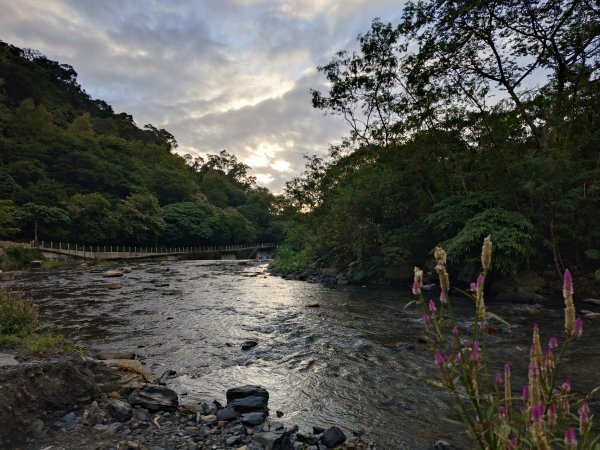 朝聖抹茶山2949469