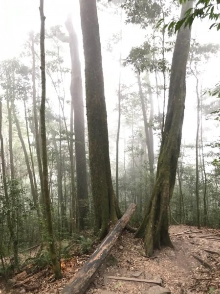 台中名產鳶嘴山稍來532043