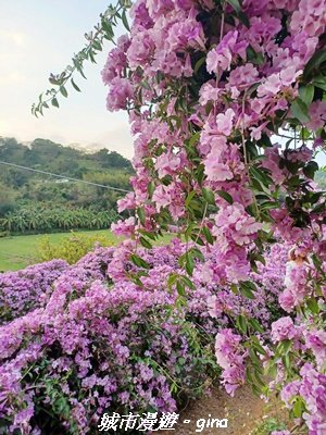 【苗栗】賞花趣~銅鑼杭菊x通霄蒜香藤花廊2945993