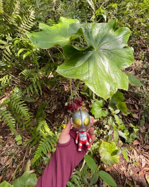 大屯西南稜-上大屯尋找八角蓮採野🥬-貴子坑連走六峰2756156