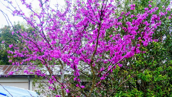 宮崎青島,母智丘,桷志田,櫻島,渡輪3027909