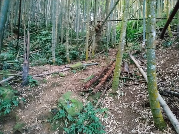 溪頭 南鳳凰山 天文台 神木O型 869812