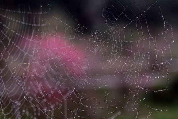 杉林溪賞花872588