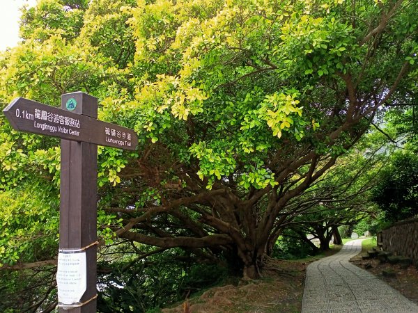 硫氣氤氳的硫磺谷步道、硫磺谷地熱景觀區1320567