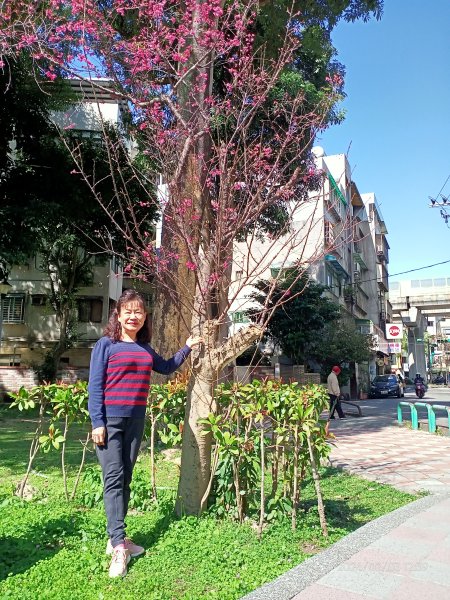 內湖瑞陽公園、碧湖公園、大港墘公園2416863