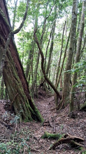 20230622 苗栗-雪見 東洗水山及北坑山 走走2192983