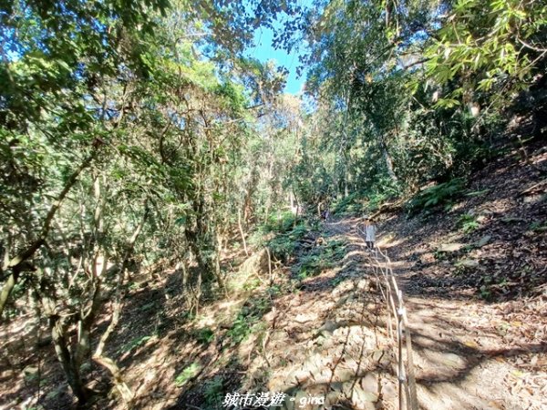 【台中和平】生態廊道。 雪山坑環線步道x巨人之手觀景點2954012