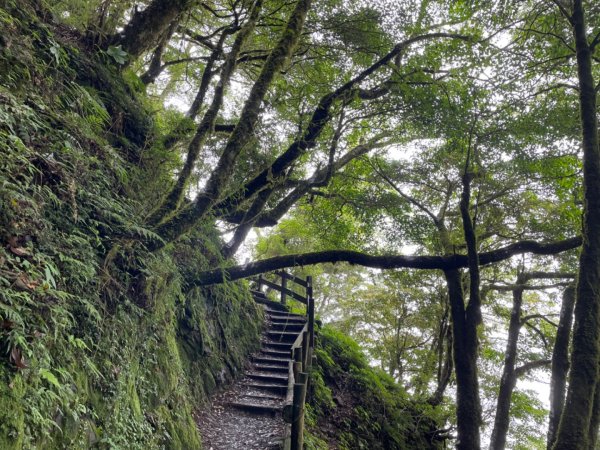 檜山巨木森林步道2224135