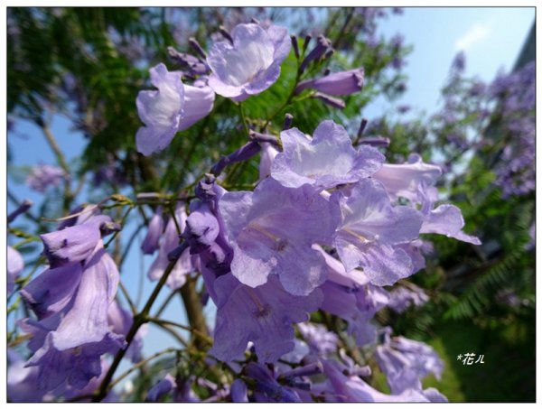 藍花楹花開1693114