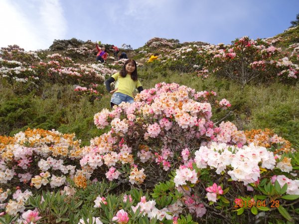 石門山賞杜鵑花684367