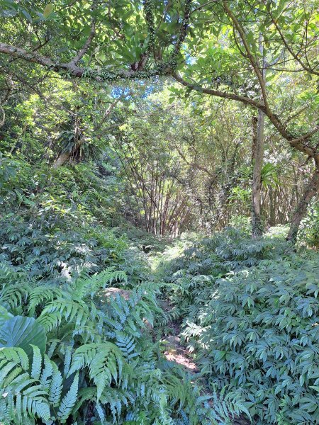 頭城鷹石尖+七兄弟山+外大溪山O形(明山寺起登)202508302876541