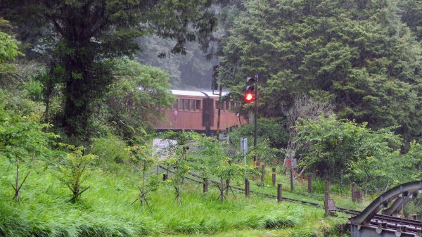 阿里山森遊區-祝山,對高岳步道2537084