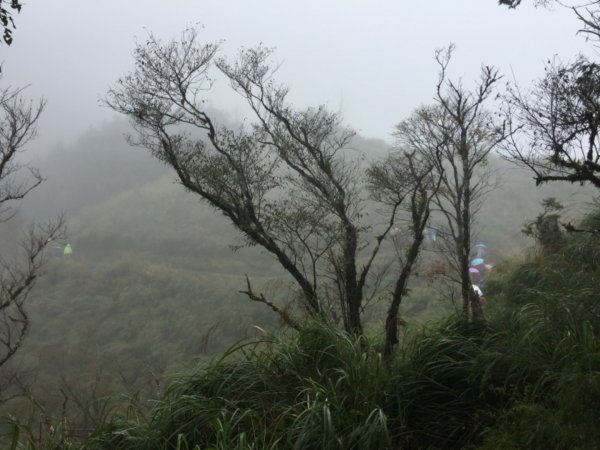 2019太平山山毛櫸、鳩之澤719521