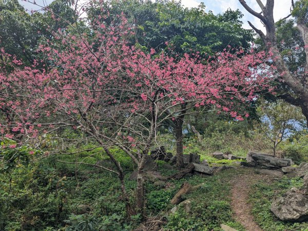 【2022 登山植物學】1711140