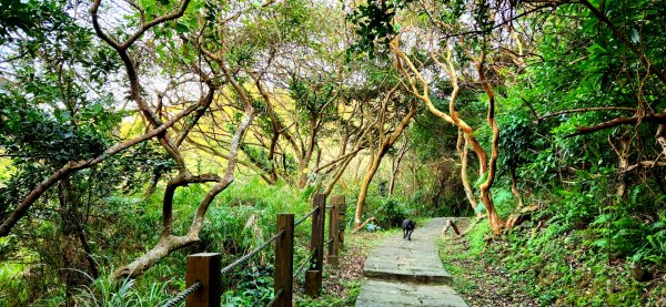 四獸山大縱走（虎山，豹山，獅山，象山），林口太平濱海步道，桃園龜山（貴山，龜山頭山），老坑溪步道1964735