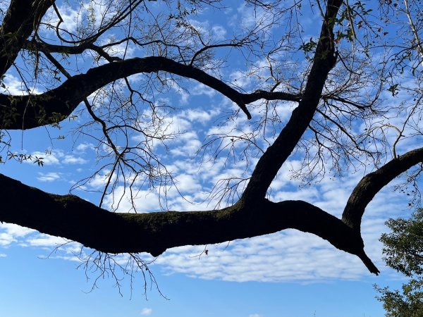 幸福五感森林癒2694326