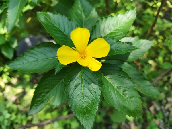 大安森林公園、港墘公園、文德三號公園【走路趣尋寶】【臺北健走趣】2549688