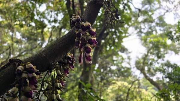 血藤秘境，步行30分鐘即可抵達，鳶山血藤大爆發，最佳賞花期只有7天，要去要快，鳶溪縱走2758579