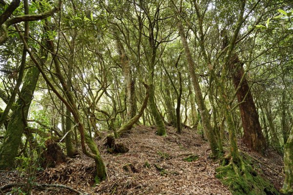 新竹 五峰 油羅山、霞山2798306