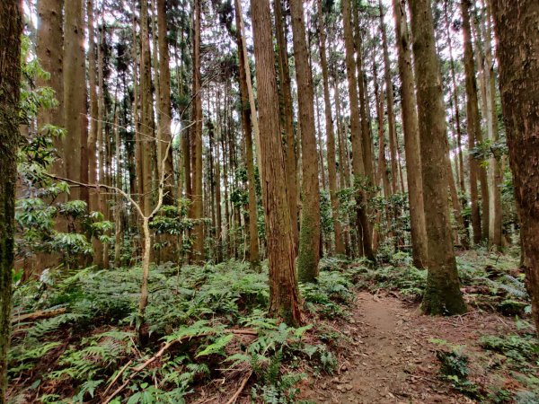 2020.05.02加里山 鹿場登山口來946339