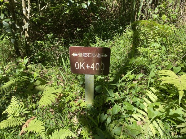 2025微笑山線大縱走尋寶集章任務-Ep.02【大棟山系】百年大榕樹2882272