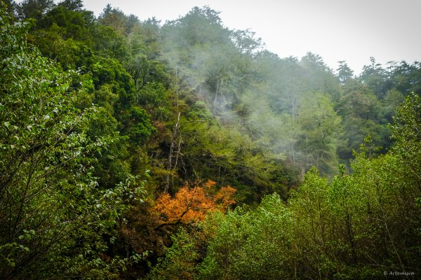 [冬訪大霸聖山岳參行]-大鹿林道東線榆金楓紅與九九山莊精選輯2974695